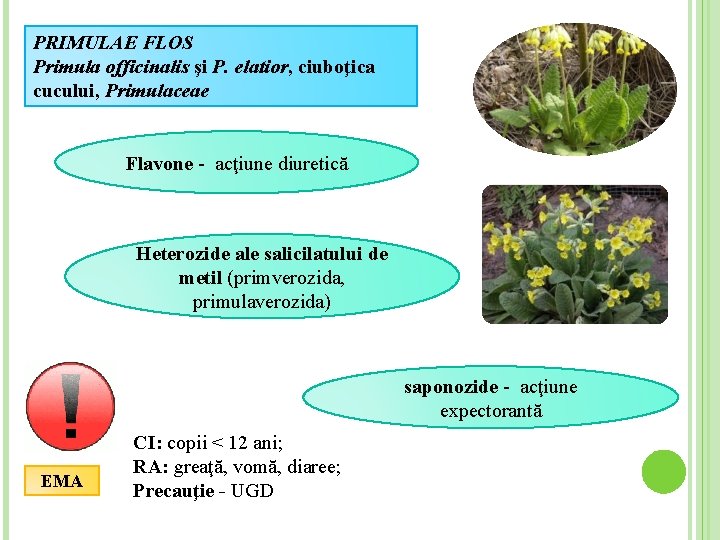 PRIMULAE FLOS Primula officinalis şi P. elatior, ciuboţica cucului, Primulaceae Flavone - acţiune diuretică