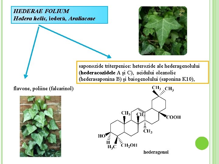 HEDERAE FOLIUM Hedera helix, iederă, Araliaceae saponozide triterpenice: heterozide ale hederagenolului (hederacozidele A şi