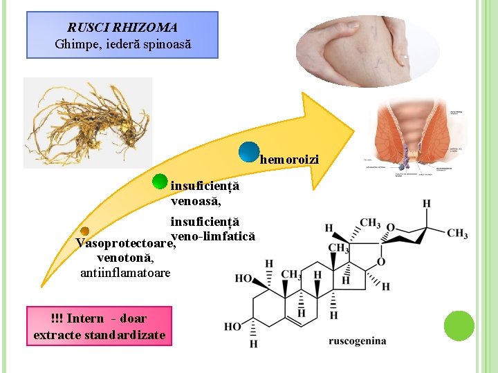 RUSCI RHIZOMA Ghimpe, iederă spinoasă hemoroizi insuficiență venoasă, insuficiență Vasoprotectoare, veno-limfatică venotonă, antiinflamatoare !!!