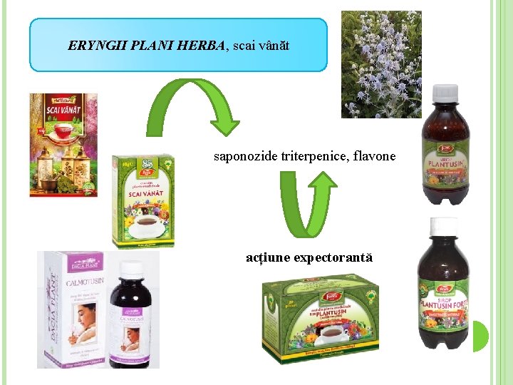 ERYNGII PLANI HERBA, scai vânăt saponozide triterpenice, flavone acțiune expectorantă 