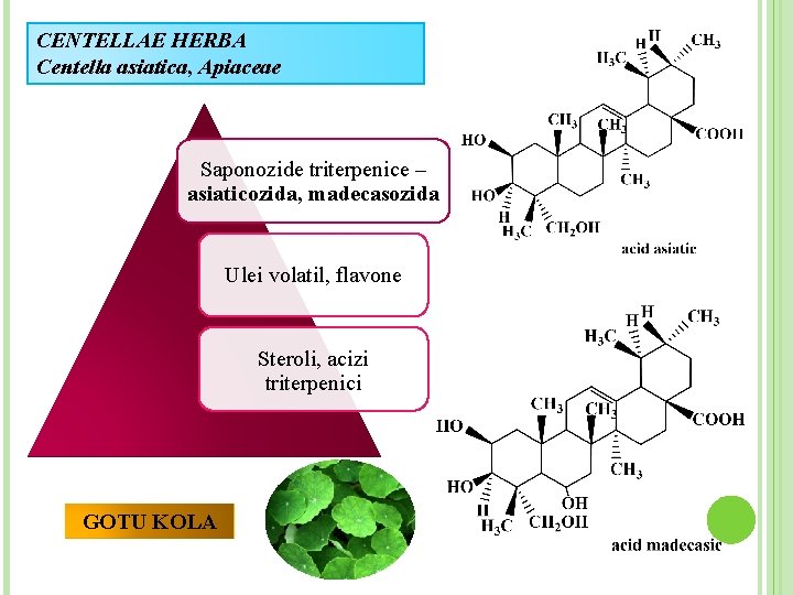 CENTELLAE HERBA Centella asiatica, Apiaceae Saponozide triterpenice – asiaticozida, madecasozida Ulei volatil, flavone Steroli,