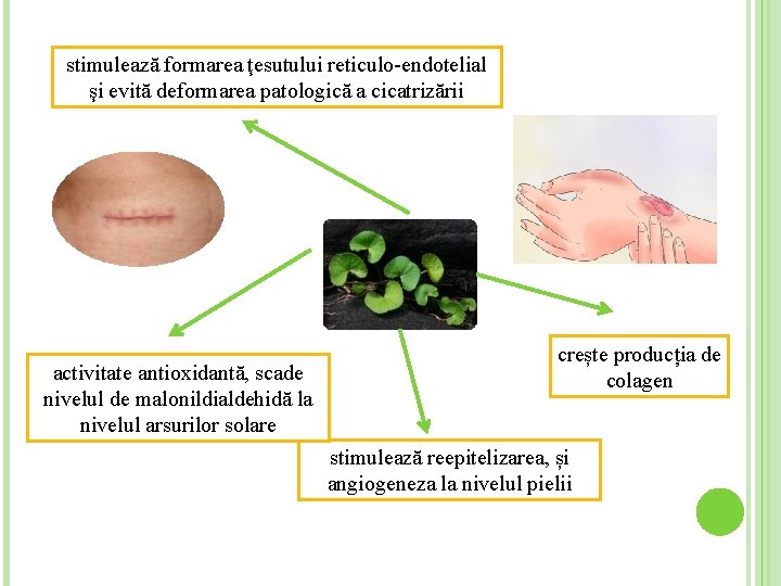 stimulează formarea ţesutului reticulo-endotelial şi evită deformarea patologică a cicatrizării activitate antioxidantă, scade nivelul