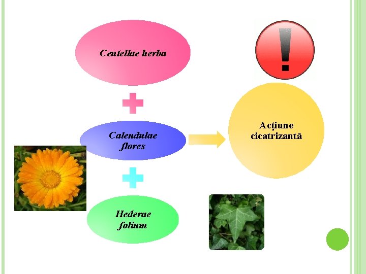 Centellae herba Calendulae flores Hederae folium Acțiune cicatrizantă 