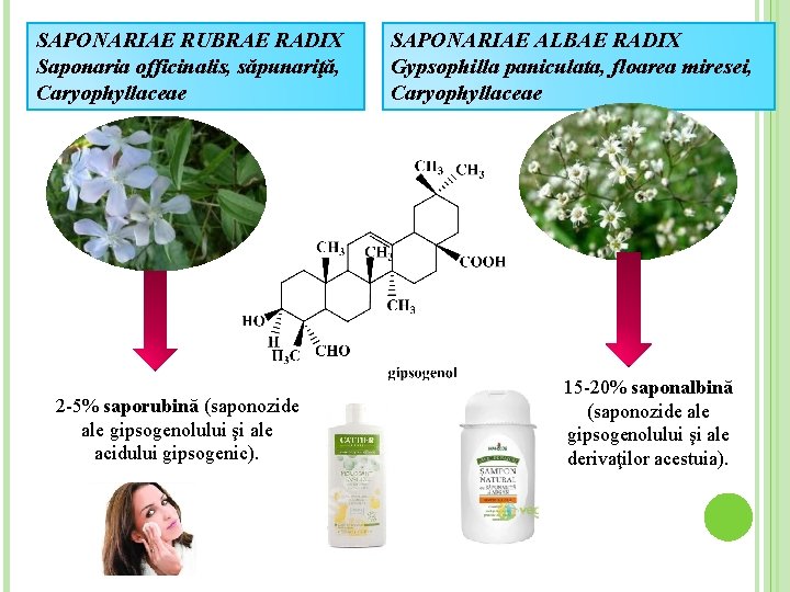 SAPONARIAE RUBRAE RADIX Saponaria officinalis, săpunariţă, Caryophyllaceae 2 -5% saporubină (saponozide ale gipsogenolului şi