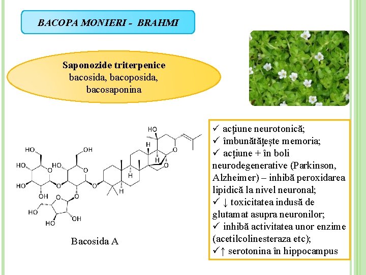 BACOPA MONIERI - BRAHMI Saponozide triterpenice bacosida, bacoposida, bacosaponina ü acțiune neurotonică; Bacosida A