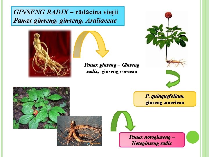 GINSENG RADIX – rădăcina vieţii Panax ginseng, Araliaceae Panax ginseng – Ginseng radix, ginseng