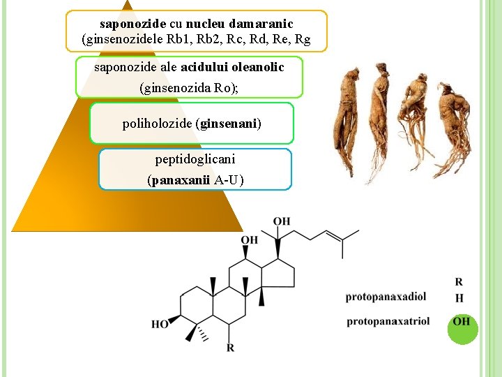 saponozide cu nucleu damaranic (ginsenozidele Rb 1, Rb 2, Rc, Rd, Re, Rg saponozide