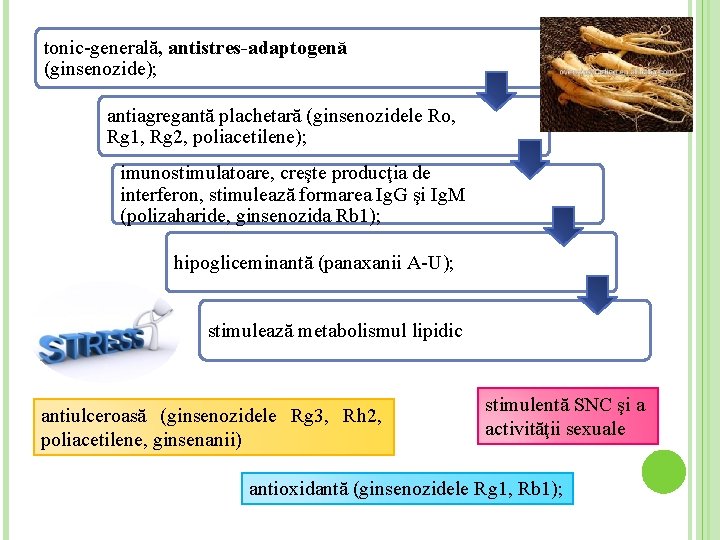 tonic-generală, antistres-adaptogenă (ginsenozide); antiagregantă plachetară (ginsenozidele Ro, Rg 1, Rg 2, poliacetilene); imunostimulatoare, creşte