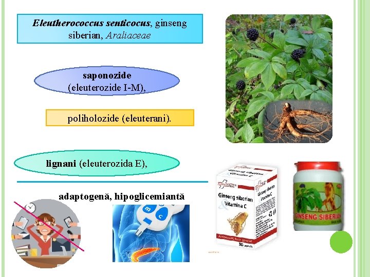 Eleutherococcus senticocus, ginseng siberian, Araliaceae saponozide (eleuterozide I-M), poliholozide (eleuterani). lignani (eleuterozida E), adaptogenă,