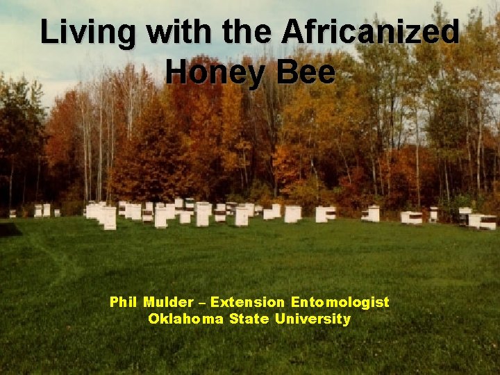 Living with the Africanized Honey Bee Phil Mulder – Extension Entomologist Oklahoma State University