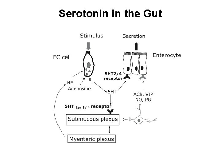 Serotonin in the Gut 