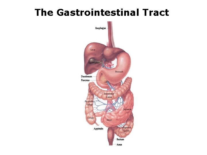 The Gastrointestinal Tract 