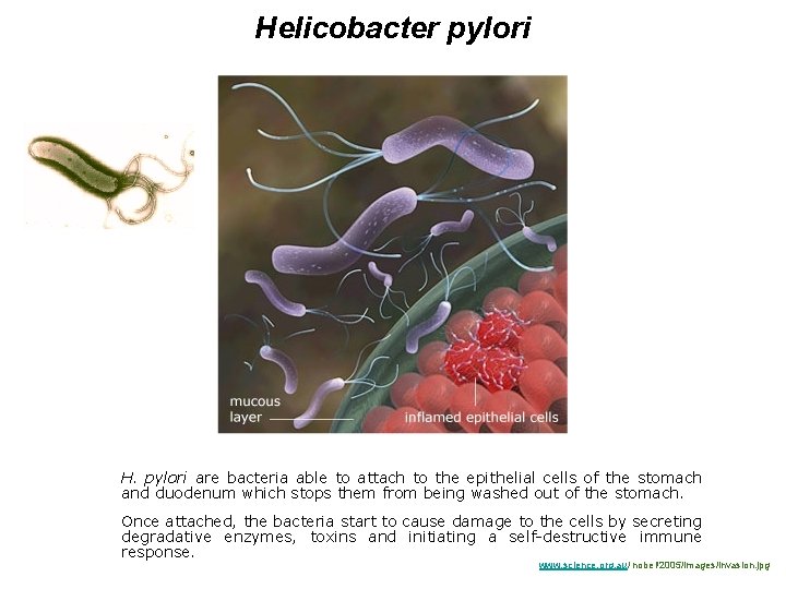 Helicobacter pylori H. pylori are bacteria able to attach to the epithelial cells of