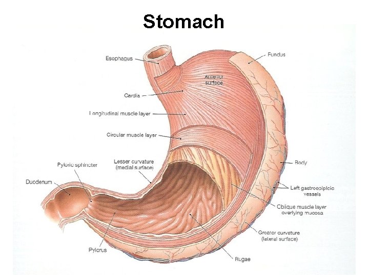 Stomach 