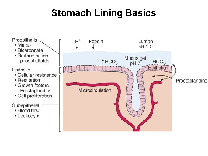 Stomach Lining Basics 