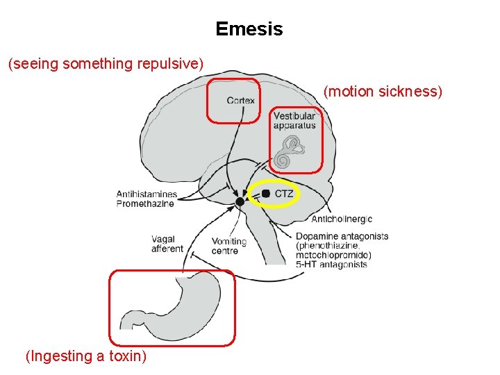 Emesis (seeing something repulsive) (motion sickness) (Ingesting a toxin) 