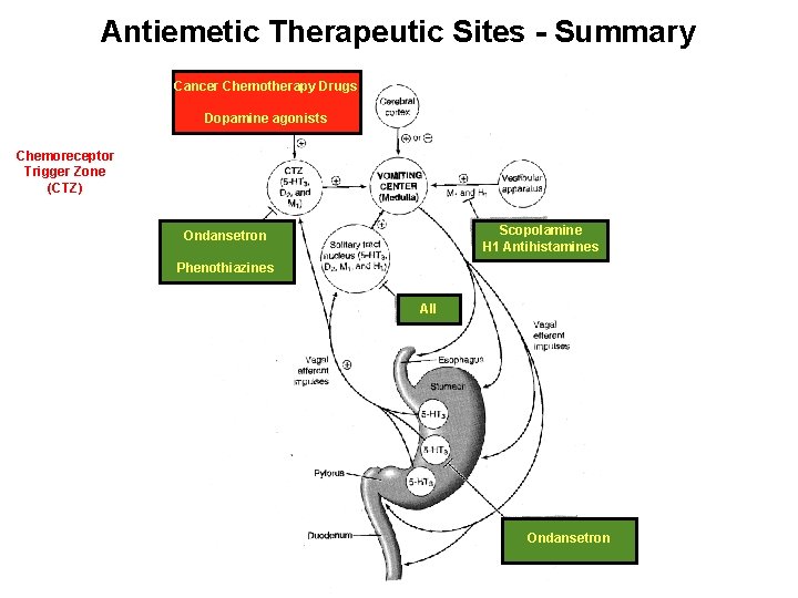 Antiemetic Therapeutic Sites - Summary Cancer Chemotherapy Drugs Dopamine agonists Chemoreceptor Trigger Zone (CTZ)