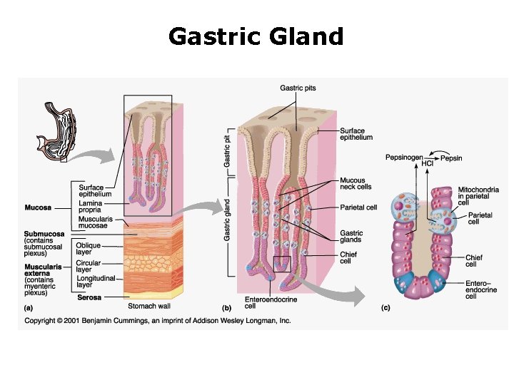 Gastric Gland 