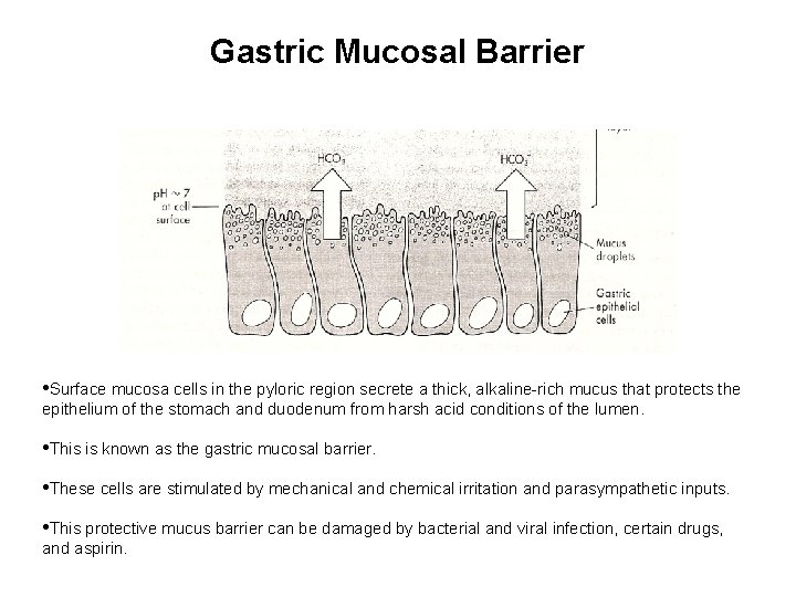 Gastric Mucosal Barrier • Surface mucosa cells in the pyloric region secrete a thick,