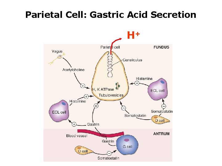 Parietal Cell: Gastric Acid Secretion H+ 