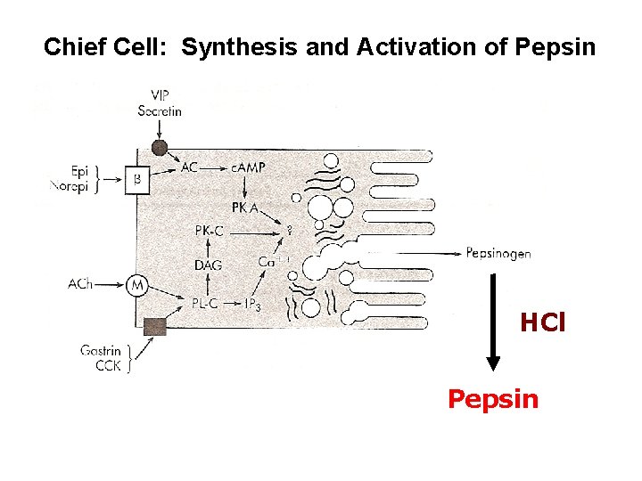 Chief Cell: Synthesis and Activation of Pepsin HCl +HCl Pepsin 