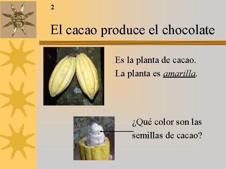 2 El cacao produce el chocolate Es la planta de cacao. La planta es