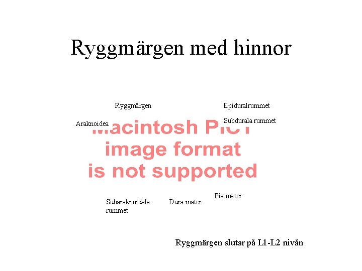 Ryggmärgen med hinnor Ryggmärgen Epiduralrummet Subdurala rummet Araknoidea Subaraknoidala rummet Dura mater Pia mater