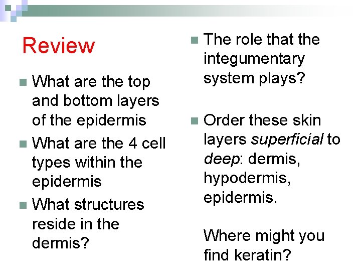 Review What are the top and bottom layers of the epidermis n What are