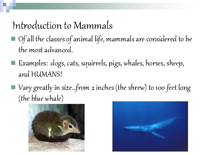 Introduction to Mammals n Of all the classes of animal life, mammals are considered