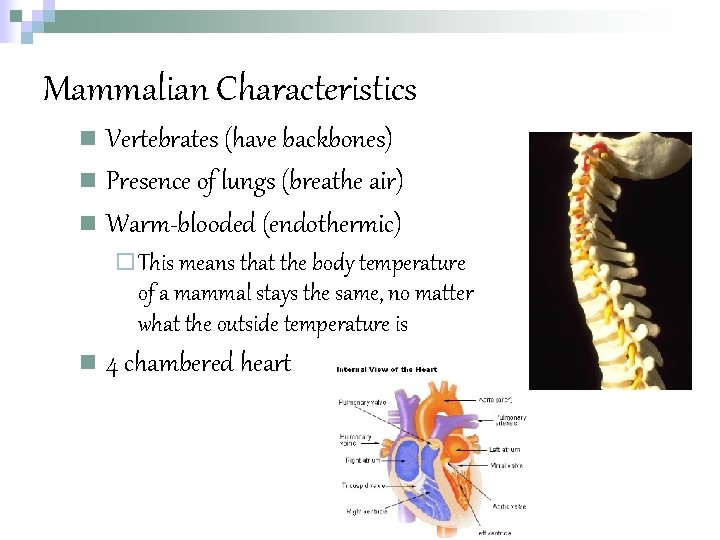 Mammalian Characteristics n Vertebrates (have backbones) n Presence of lungs (breathe air) n Warm-blooded