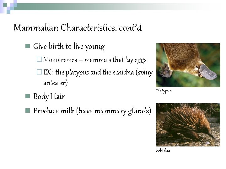 Mammalian Characteristics, cont’d n Give birth to live young ¨ Monotremes – mammals that