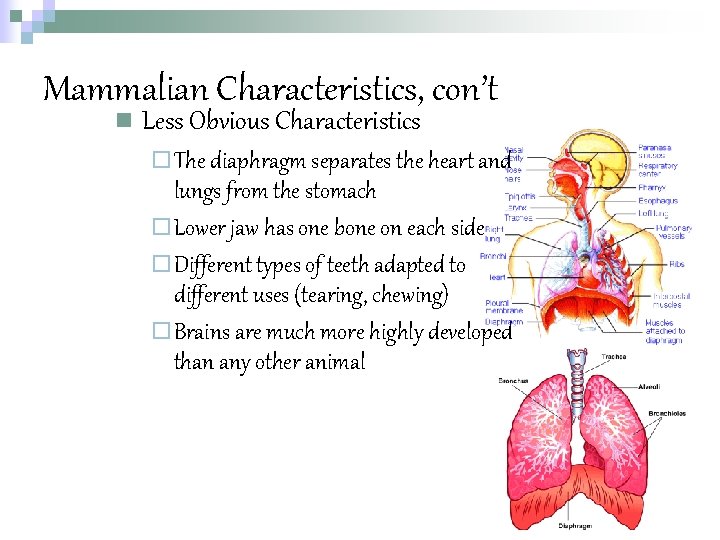 Mammalian Characteristics, con’t n Less Obvious Characteristics ¨ The diaphragm separates the heart and