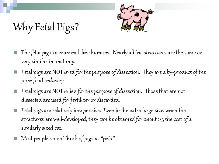 Why Fetal Pigs? n n n The fetal pig is a mammal, like humans.