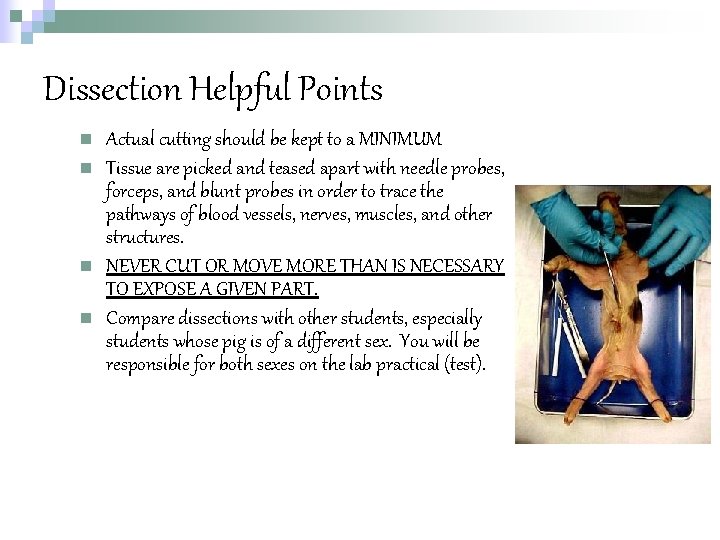 Dissection Helpful Points n n Actual cutting should be kept to a MINIMUM Tissue