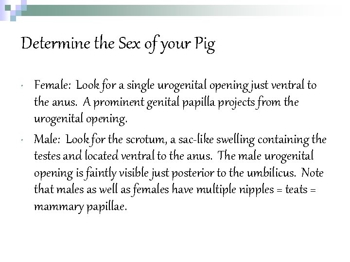 Determine the Sex of your Pig • • Female: Look for a single urogenital