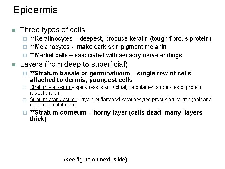 Epidermis n Three types of cells **Keratinocytes – deepest, produce keratin (tough fibrous protein)