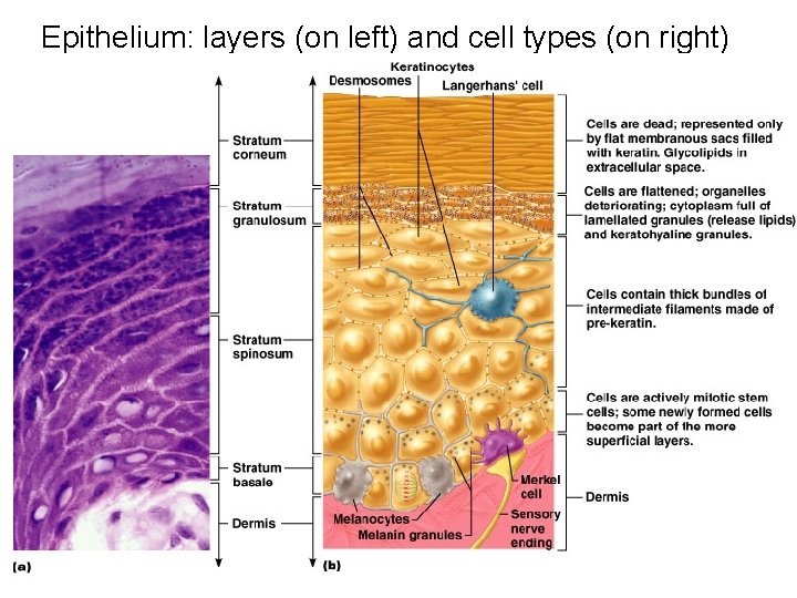 Epithelium: layers (on left) and cell types (on right) 