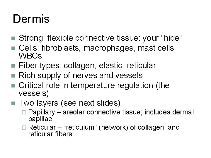 Dermis n n n Strong, flexible connective tissue: your “hide” Cells: fibroblasts, macrophages, mast