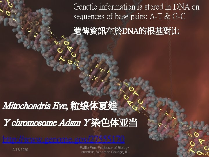 Genetic information is stored in DNA on sequences of base pairs: A-T & G-C