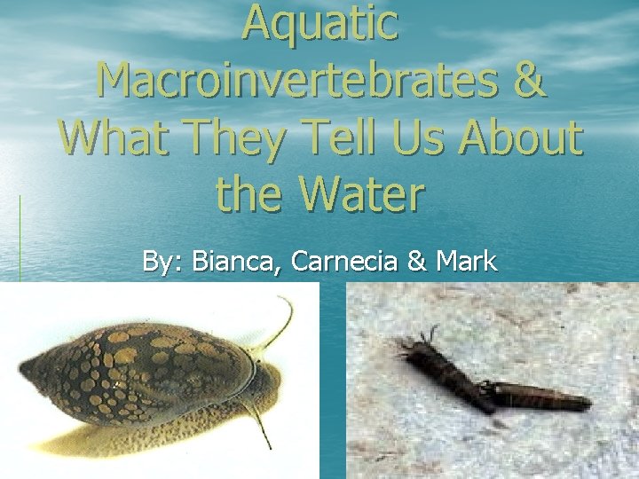 Aquatic Macroinvertebrates & What They Tell Us About the Water By: Bianca, Carnecia &