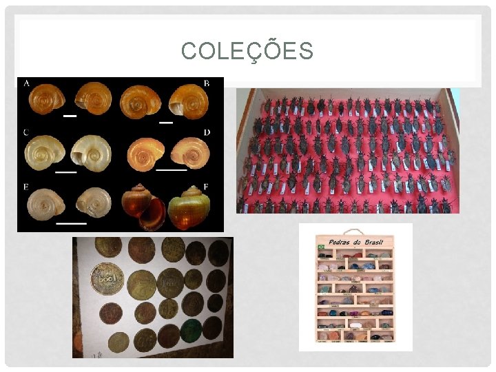 COLEÇÕES 