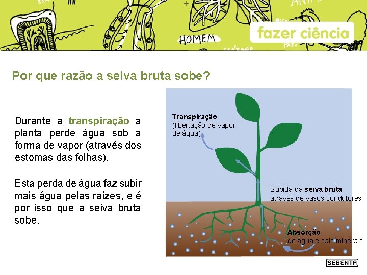 Por que razão a seiva bruta sobe? Durante a transpiração a planta perde água Por que razão a seiva bruta sobe? Durante a transpiração a planta perde água