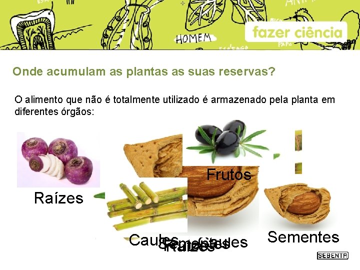 Como se alimentam as plantas De que precisam