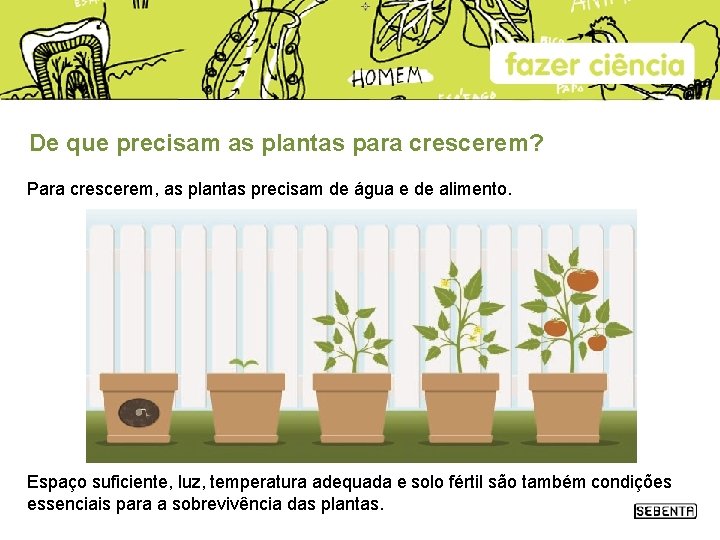 Como se alimentam as plantas De que precisam