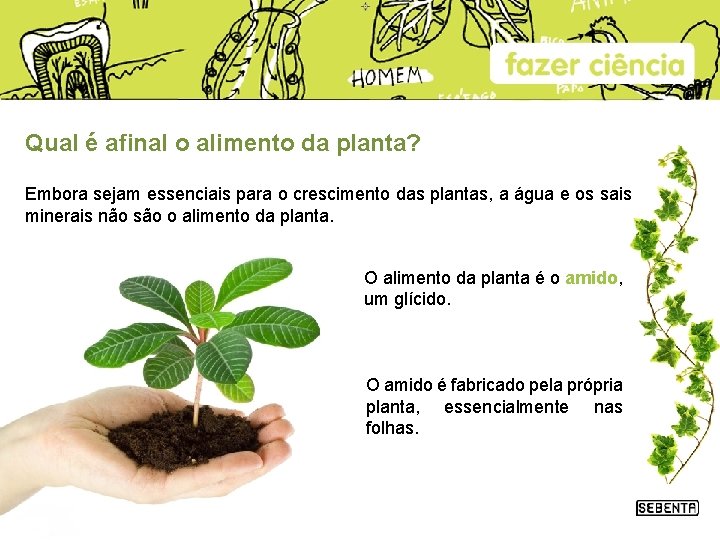 Como se alimentam as plantas De que precisam