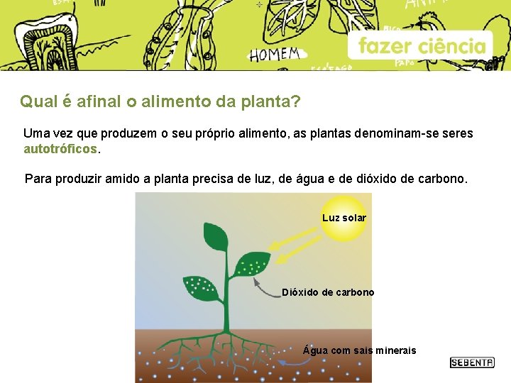 Qual é afinal o alimento da planta? Uma vez que produzem o seu próprio Qual é afinal o alimento da planta? Uma vez que produzem o seu próprio