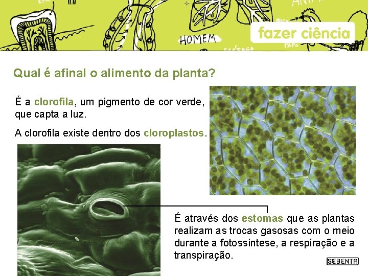 Qual é afinal o alimento da planta? É a clorofila, um pigmento de cor Qual é afinal o alimento da planta? É a clorofila, um pigmento de cor