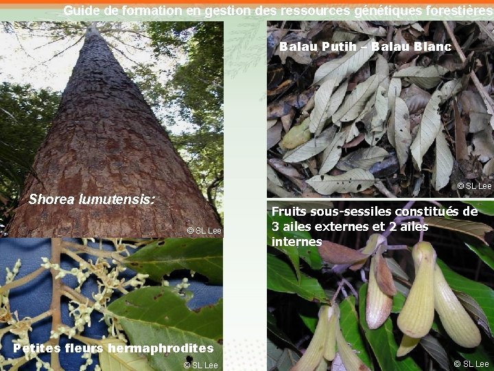 Guide de formation en gestion des ressources génétiques forestières Balau Putih – Balau Blanc