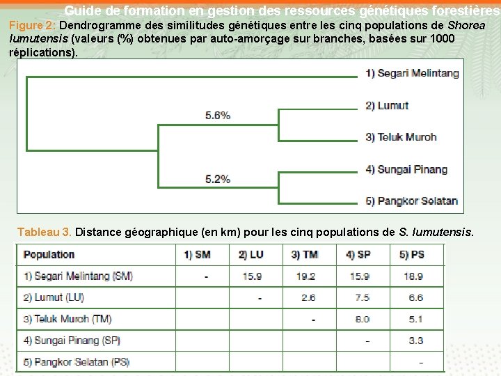 Guide de formation en gestion des ressources génétiques forestières Figure 2: Dendrogramme des similitudes