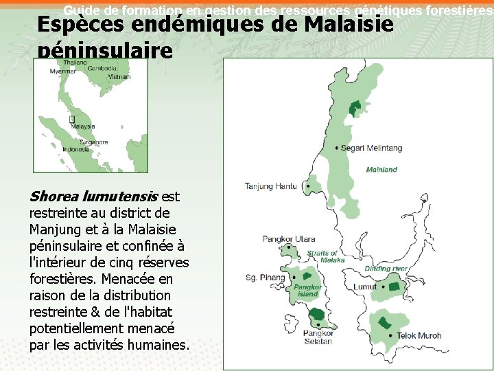 Guide de formation en gestion des ressources génétiques forestières Espèces endémiques de Malaisie péninsulaire